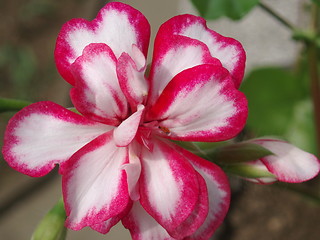 Image showing Pelargonium