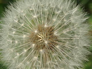 Image showing Taraxacum