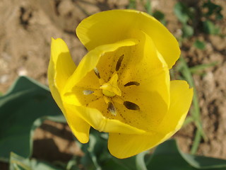 Image showing Yellow tulipa