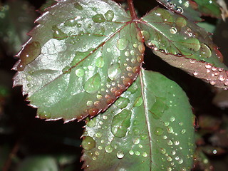 Image showing Rain
