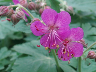 Image showing GERANIUM blossom