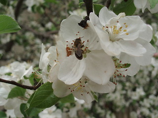 Image showing Flowers of Aplle tree