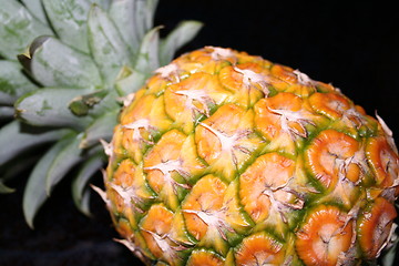 Image showing Pineapple