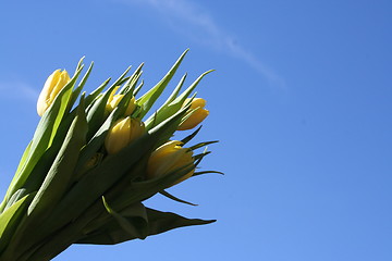 Image showing Tulips