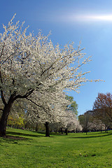 Image showing Blooming tree in the park