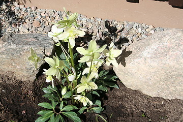 Image showing White Christmas rose