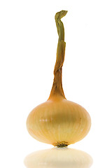 Image showing Mature onions