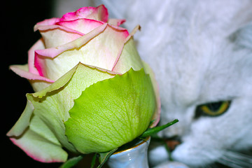 Image showing cat and rose