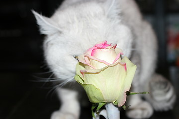 Image showing cat and rose