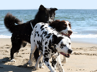 Image showing 3 dogs running on the beach