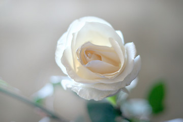 Image showing rose