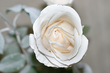 Image showing rose