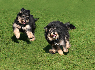 Image showing Two happy dogs