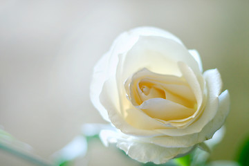 Image showing rose