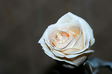 Image showing rose