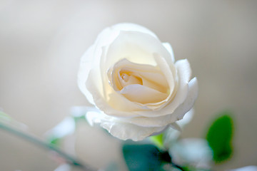 Image showing rose