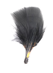 Image showing black feather