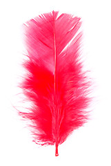 Image showing red feather