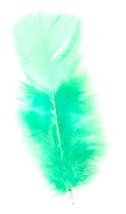 Image showing green feather