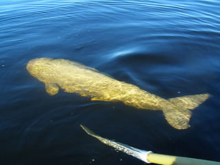 Image showing whale