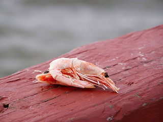 Image showing Freeze Dried Shrimp