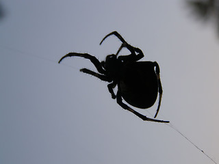 Image showing Spider.