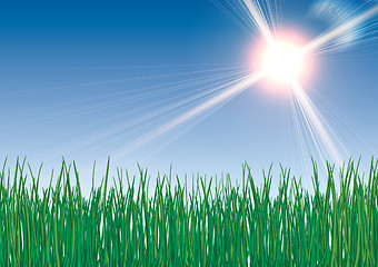 Image showing Grass on sky background.