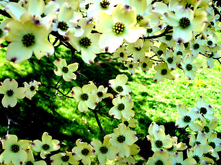 Image showing white tree flowers