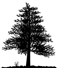 Image showing High detailed tree silhouette on white background.