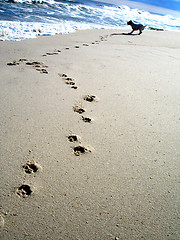 Image showing Barking at waves