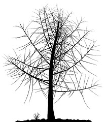 Image showing Tree silhouette.