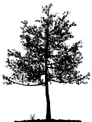 Image showing Tree silhouette.