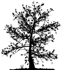 Image showing Tree silhouette.