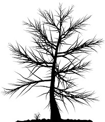 Image showing Tree silhouette.