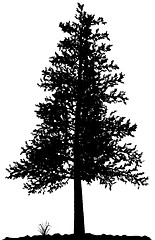 Image showing Tree silhouette.