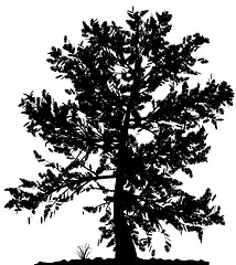 Image showing Tree silhouette.