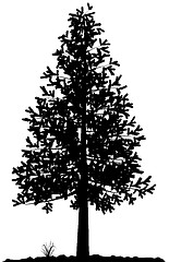 Image showing Tree silhouette.