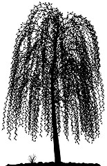 Image showing Tree silhouette.