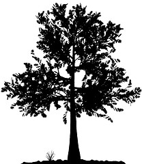 Image showing Tree silhouette.