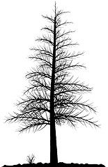 Image showing Tree silhouette.