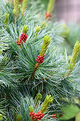 Image showing Pine with Cones