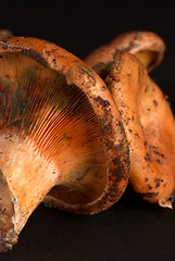 Image showing Red pine tree mushrooms