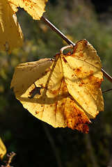 Image showing Autumn colours