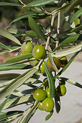 Image showing Olive tree branch