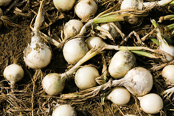 Image showing Harvest onions