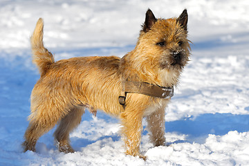 Image showing Dog in snow