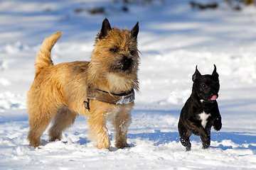 Image showing Two dogs