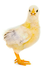 Image showing Chicken baby