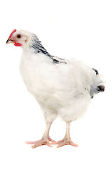 Image showing Hen