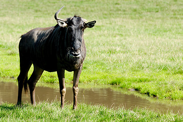 Image showing Gnu